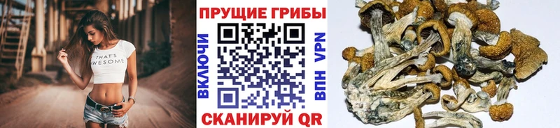 как найти закладки  даркнет какой сайт  Галлюциногенные грибы Psilocybine cubensis  Ивдель 